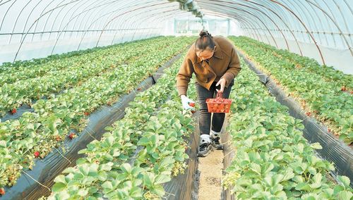 梅李镇胜法村草莓种植采摘基地的农户正在采摘草莓