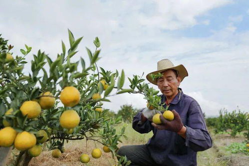 三垟瓯柑采摘忙